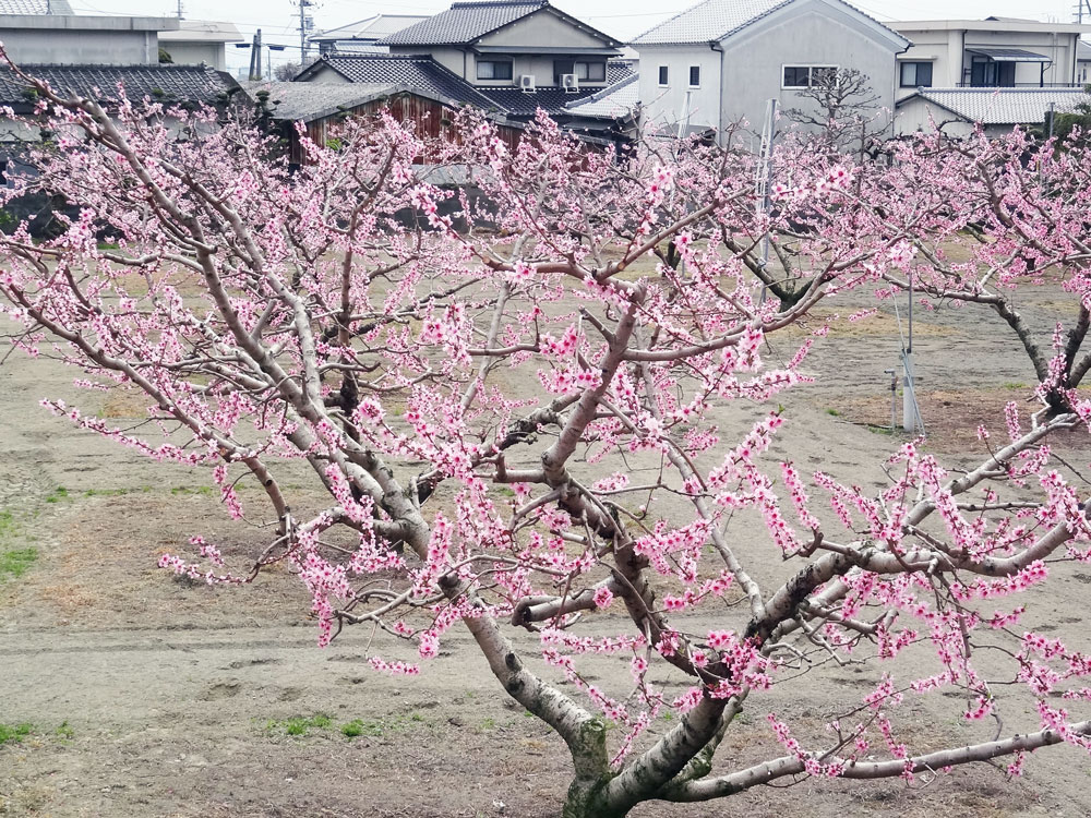 徳島県鳴門市板東の自然環境